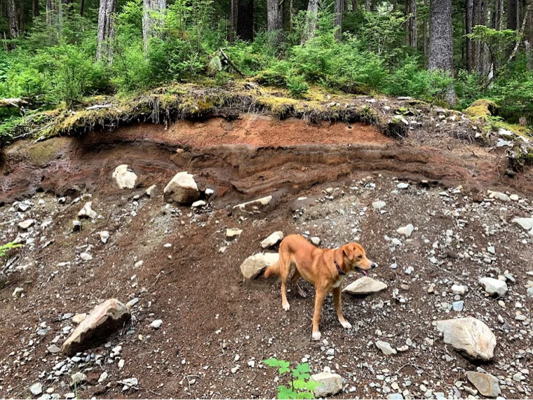 Some of the geologic layers are exposed along the Sitka Cross Trail. Below the forest floor and organic soils, burnt orange ash material (Tephra) blankets glacial till material. Dog is in the foreground for scale. Picture courtesy of Jacyn Schmidt.